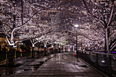 View of a serene walkway reflecting lights from blossoming trees and a distant skyscraper under a dark sky, Tokyo, Tokyo, Japan.