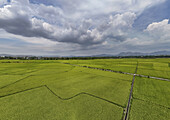 Aerial view of vibrant green rice fields stretching across the landscape under a cloudy sky, a tranquil scene of rural beauty, Kon Tum, Kon Tum, Vietnam.