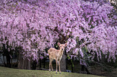 Blick auf ein Reh, das anmutig unter einem Kirschbaum steht, der mit zarten rosa Blüten übersät ist, was eine ruhige und bezaubernde Szene ergibt, Nara, Nara, Japan.