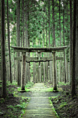View of a stone path leading to a traditional Torii gate, enveloped by a dense forest of towering trees, creating a serene and mystical scene, Kyoto, Kyoto, Japan.