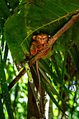 Blick auf einen Philippine Tarsier, der sich an einen Ast klammert und mit seinen großen Augen unter einem breiten grünen Blatt im üppigen Laub hervorschaut, Corella, Central Visayas, Philippinen.