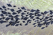 Aerial view of a dark mass of cattle wading through shallow, rippling water, contrasting against the pale riverbed, Bogura, Rajshahi Division, Bangladesh.
