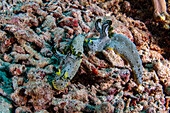 View of two nudibranchs, their bodies speckled with black dots and edged with yellow, crawl across the textured coral reef, Pemuteran, Bali, Indonesia.