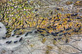 Aerial view of a herd of dark cattle grazing on the sparse, sun-baked earth, their footprints etched into the landscape, Bogura, Rajshahi Division, Bangladesh.