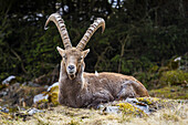 Blick auf einen Steinbock, der auf einer grasbewachsenen Anhöhe ruht. Seine majestätischen Hörner umrahmen einen dunklen Wald, Grazer Bergland, Bezirk Bruck-Mürzzuschlag, Österreich.