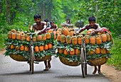 Jalchatro, Bangladesh - 07 February 2019: View of men transporting golden pineapples on bicycles, a vibrant contrast against the lush green backdrop of the Tangail District.