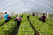 Colmar, France - 05 December 2024: View of workers harvesting crops in a vast greenhouse, their silhouettes framed by the bright, translucent roof overhead.