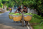 Kansat, Bangladesh - 24 June 2022: View of men pushing a bicycle laden with woven baskets overflowing with vibrant green mangoes along Sona Masjid Road.
