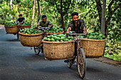 Kansat, Bangladesh - 24 June 2025: View of men cycling along Sona Masjid Road, their bicycles laden with vibrant green mangoes under the warm daylight.