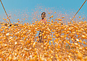 Bogura, Bangladesh - 23 April 2021: View of a person standing amidst a cascade of golden corn kernels under a clear sky, creating a vibrant scene of agricultural abundance.