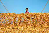 Bogura, Bangladesh - 23 April 2021: View of a young boy amidst a vast, golden sea of harvested corn kernels, under a clear, azure sky, a scene of rural abundance.
