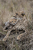 Blick auf eine Gepardenmutter, die ihr Junges beschützend in einem grasbewachsenen Feld unter der warmen Sonne wiegt, ein zärtlicher Moment, Narok, Narok, Kenia.