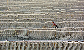 Gokul, Bangladesh - 12 July 2017: View of a boy working amidst seemingly endless rows of bricks, their pale texture contrasting with the dark soil and his silhouette.
