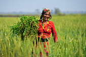 Dhangadhi, Nepal - 03 June 2023: View of a smiling woman in a vibrant red outfit, adorned with colorful beads, carrying freshly harvested greens through a golden wheat field.