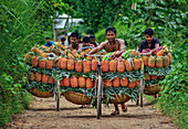 Jalchatro, Bangladesh - 07 February 2019: View of men carrying stacks of pineapples on bicycles along a dirt path, a vibrant contrast against the lush green foliage.