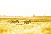 View of two zebras moving across a golden expanse of grassland under a hazy sky, bathed in warm sunlight, Naivasha, Nakuru County, Kenya.