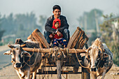 Dhangadhi, Nepal - 03. März 2023: Blick auf einen Vater und ein Kind, die auf einem traditionellen Ochsenkarren sitzen. Das verwitterte Holz steht im Kontrast zu dem sanften Blick der Ochsen.