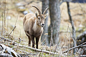 Blick auf einen Steinbock, der majestätisch zwischen herabgefallenen Ästen und spärlicher Vegetation steht und seine Hörner anmutig schwingt, Grazer Bergland, Bezirk Bruck-Mürzzuschlag, Österreich.