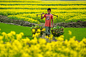 Bogura, Bangladesh - 24 December 2017: View of a young boy carrying baskets filled with green vegetables through fields of vibrant yellow mustard flowers.