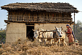 Dhangadhi, Nepal - 03 March 2023: View of a woman with oxen working on a farm near a traditional mud and thatch house, the scene bathed in the golden light of a new day.