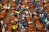 Chittagong, Bangladesh - 19 August 2018: View of a crowded cattle market, a sea of brown hides punctuated by colorful umbrellas and white clothing, a vibrant scene of commerce and tradition.