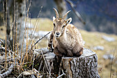 Blick auf einen Alpensteinbock, der majestätisch auf einem verwitterten Baumstumpf ruht, seine Hörner heben sich von der weichen Schärfe der Berge ab, Grazer Bergland, Bezirk Bruck-Mürzzuschlag, Österreich.