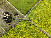 Aerial view of vibrant mustard fields contrasting with lush green patches, as cattle graze peacefully beside a dirt path, Sirajganj, Bangladesh.