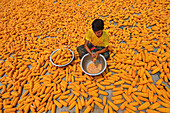 Bogura, Bangladesh - 23 April 2021: View of a young boy amidst a sea of golden corn, meticulously peeling kernels into a silver bowl, colors contrasting against the earth.