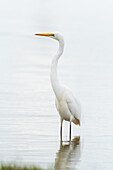 View of a pristine white heron stands gracefully in shallow water, its reflection mirroring the serene scene in Mandurah, Western Australia, Australia.