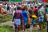 Chittagong, Bangladesh - 19 August 2018: View of cattle traders haggling at the vibrant market, the earthy tones of the beasts contrasting with the colorful clothing of the crowd.