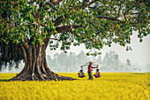 Bogura, Bangladesh - 24 December 2017: View of a farmer carrying children across a vibrant field under a large tree, the scene alive with the golden hues of the crops.