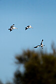 Blick auf drei Säbelschnäbler, die anmutig vor dem Hintergrund eines klaren Himmels und eines verschwommenen Baums aufsteigen, ein Moment der Freiheit der Vögel, eingefroren in der Zeit, Mandurah, Westaustralien, Australien.