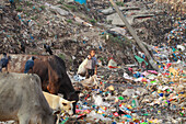 Chittagong, Bangladesch - 15. November 2018: Blick auf ein Kind, das inmitten einer riesigen, farbenfrohen Mülldeponie steht, auf der Kühe grasen und Krähen sitzen, unter einem dunstigen Himmel, ein starker Kontrast zwischen Leben und Abfall.