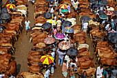 Chittagong, Bangladesh - 19 August 2018: View of a bustling cattle market teeming with brown cows and people sheltering under colorful umbrellas, creating a vibrant tapestry of commerce and culture.