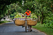 Kansat, Bangladesch - 24. Juni 2022: Ein junger Mann in einem leuchtend orangefarbenen Hemd schiebt sein mit frischen grünen Mangos beladenes Fahrrad entlang der Sona Masjid Road, umrahmt von üppig grünen Bäumen.
