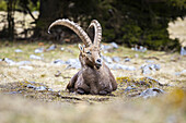 Blick auf einen Steinbock, der majestätisch auf dem felsigen, grasbewachsenen Gelände ruht. Seine gebogenen Hörner heben sich von der verschwommenen Kulisse der Bäume ab, Grazer Bergland, Bezirk Bruck-Mürzzuschlag, Österreich.