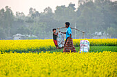 Bogura, Bangladesh - 24 December 2017: View of a man and a child carry heavy sacks across a vibrant yellow field, a rural tableau of labor amidst the natural beauty.