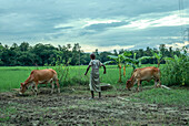 Mirsarai, Bangladesch - 06. August 2019: Blick auf eine ruhige ländliche Szene, in der ein Bauer seine Kühe inmitten üppig grüner Reisfelder hütet.