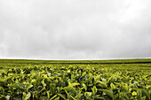 Blick auf leuchtend grüne Teepflanzen, die sich in der Landschaft unter einem düsteren, bedeckten Himmel ausbreiten und eine ruhige, aber dramatische Szene schaffen, Limuru, Bezirk Kiambu, Kenia.