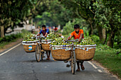 Kansat, Bangladesh - 14 June 2019: View of two men transporting mangoes in brimming baskets on bicycles along Sona Masjid Road, under a lush green canopy.