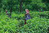 Ramgarh, Bangladesh - 29 August 2019: View of women amidst vibrant tea bushes, their colorful attire contrasting against the verdant foliage as they harvest leaves.