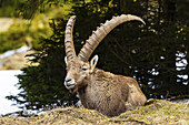 Blick auf einen majestätischen Alpensteinbock, dessen geschwungene Hörner in den Himmel ragen und der majestätisch unter den immergrünen Bäumen ruht, ein Porträt der wilden Schönheit, Grazer Bergland, Bezirk Bruck-Mürzzuschlag, Österreich.