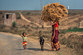 Kolkata, Indien - 28. Januar 2023: Blick auf eine Frau, die ein Heubündel mit einem Kind und einer Ziege auf einer Landstraße trägt, die in warmes Sonnenlicht getaucht ist.