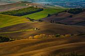 Blick auf sanft geschwungene, in Braun- und Grüntönen gehaltene Hügel mit Bäumen und Bauernhäusern im weichen Licht, Pienza, Toskana, Italien.
