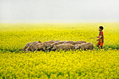 Bogura, Bangladesh - 24 December 2017: View of a vibrant yellow field where a young boy guides his flock of sheep, their woolly coats contrasting against the bright canola flowers..