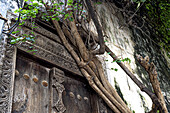 View of weathered, carved wooden door, embraced by climbing vines and roots against a textured wall, creating a captivating contrast of nature and history, Lamu, Kenya.