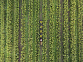 Luftaufnahme eines Traktors inmitten von Baumreihen, die ein rhythmisches Muster aus Grün und Braun bilden, Lisserbroek, Nordholland, Niederlande.