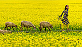 Bogura, Bangladesh - 24 December 2017: View of a girl in a vibrant blue and yellow dress leads sheep through a field of bright yellow flowers, a scene of pastoral harmony.