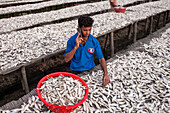 Chittagong, Bangladesh - 12 February 2024: View of a man with a phone surrounded by silvery fish drying on racks, a scene of labor under the open sky.