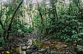 View of a shallow stream meandering through a dense jungle, sunlight filtering through the canopy, casting shadows on the rocky ground, Jungle, North Maluku, Indonesia.